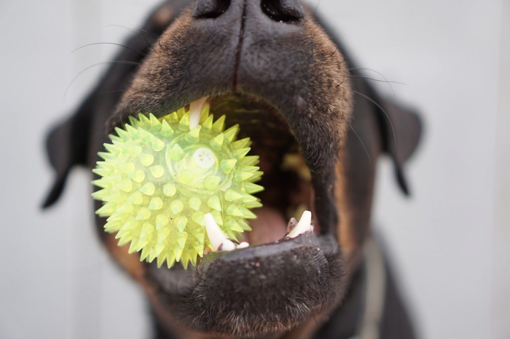 dog, rottweiler, toys-1561011.jpg